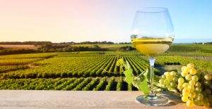 vino bianco